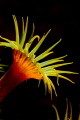   Parazoanthus  
